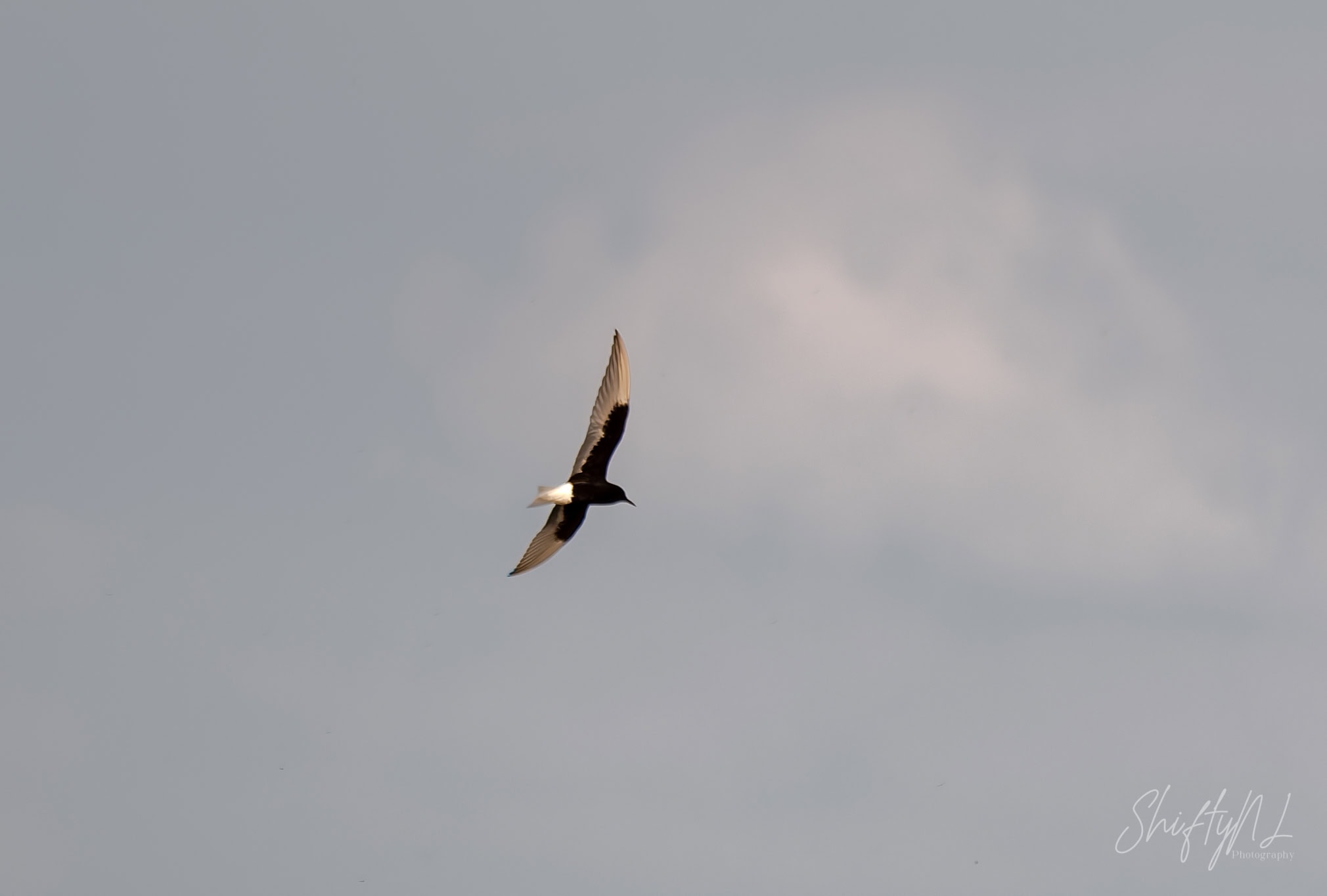 White-winged Tern in flight, A White winged tern soaring high in a cloudy sky, captured in a serene and natural moment.