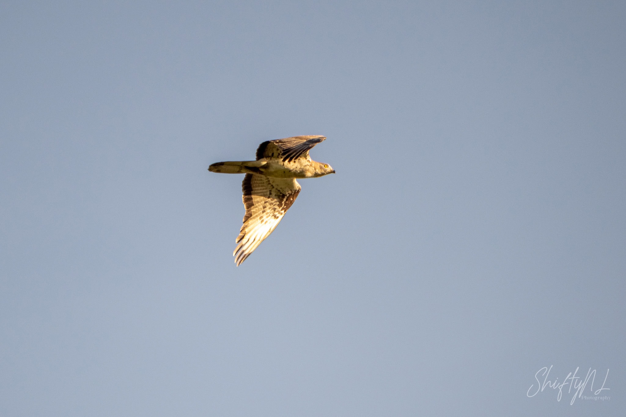 Honey Buzzard → European Honey Buzzard bird photography, A European Honey Buzzard soaring high in a clear blue sky, captured in mid-flight with wings spread wide.